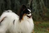 EPAGNEUL PAPILLON 035